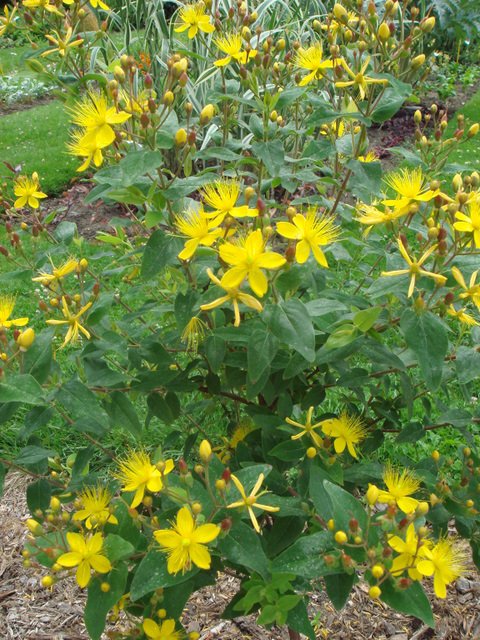 Hypericum elatum 'Elstead'